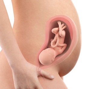 Week 29 - 32: Het derde trimester